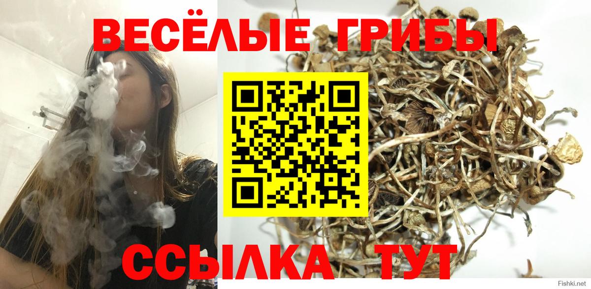 Галлюциногенные грибы Psilocybine cubensis Белорецк